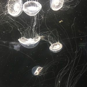 Meet your Posher, Ee-she’ll